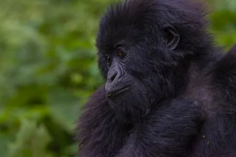 Junior Silverback Gorilla Portrait from Virunga Mountains Stock Photos