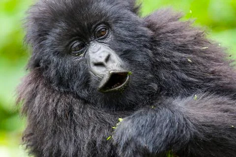 Junior Silverback Gorilla Portrait from Virunga Mountains Stock Photos