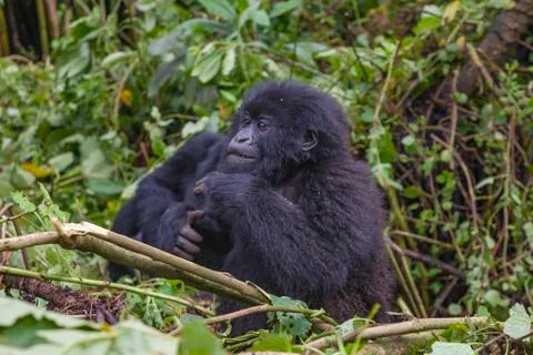 Junior Silverback Gorilla Portrait from Virunga Mountains Foto stock