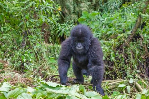 Junior Silverback Gorilla Portrait from Virunga Mountains Stock Photos