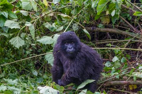 Junior Silverback Gorilla Portrait from Virunga Mountains Stock Photos