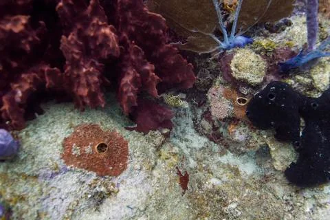 Junior spotted trunkfish Stock Photos