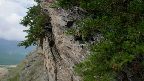 Juniper and mountains Stock Footage 196749891
