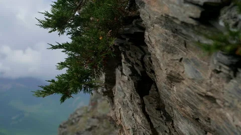 Juniper and mountains Stock Footage 197364285