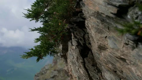 Juniper and mountains Stock Footage 197507684