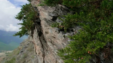 Juniper and mountains Stock Footage 199268372