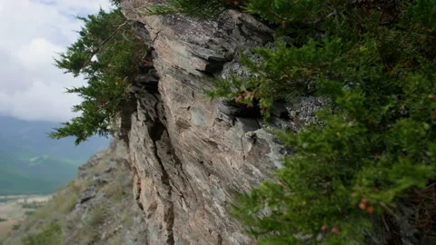 Juniper and mountains Stock Footage 201169440