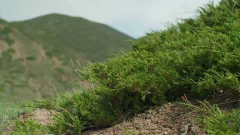 Juniper and mountains Stock Footage 221007425