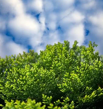 Juniper and the sky Stock Photos