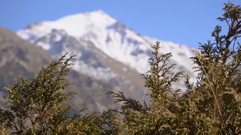 Juniper on the background of snow-capped mountains Video stock 219008185