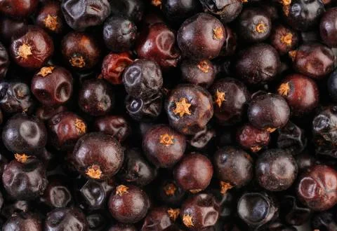 Juniper berries background Stock Photos