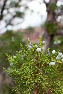 Juniper Berries On Branch Foto stock