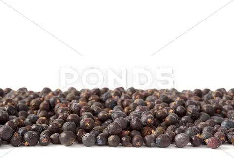Juniper berries horizontal group Stock Photos