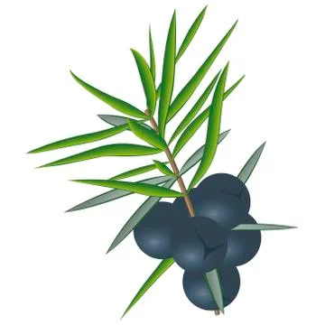 Juniper berries Stock Illustration