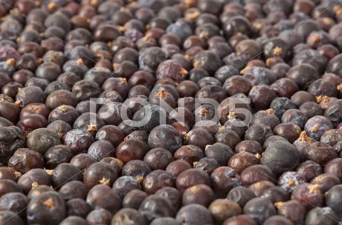 Juniper berries Stock Photos