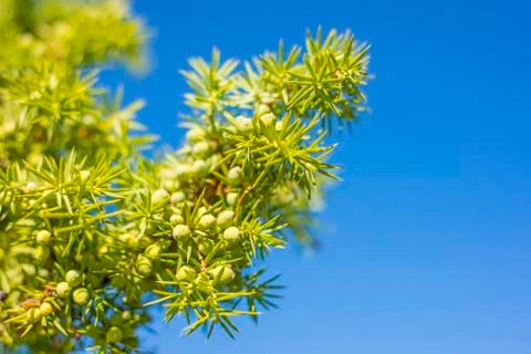 Juniper berries Stock Photos