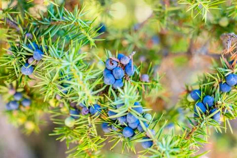 Juniper berries Stock Photos
