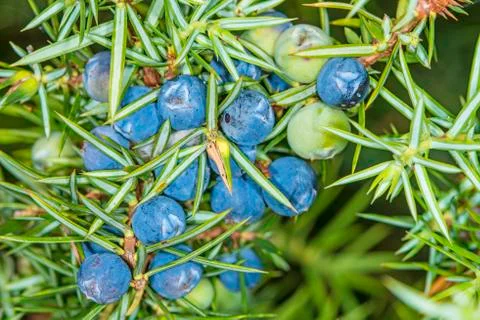 Juniper berries Stock Photos