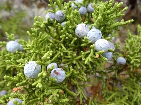 Juniper with berries Foto stock