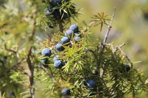 Juniper berries Stock Photos