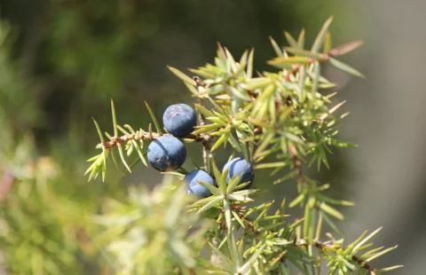 Juniper berries Stock Photos