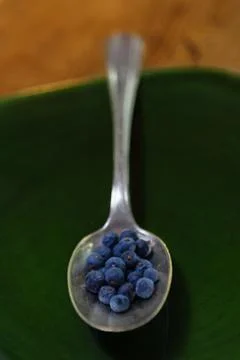 Juniper berries Stock Photos