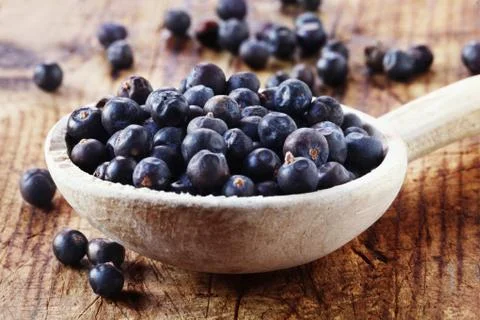 Juniper Berries Stock Photos