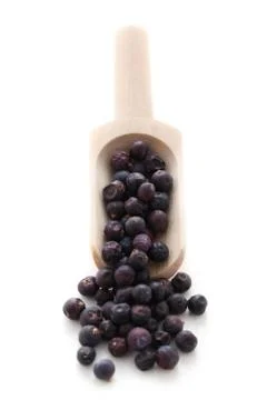 Juniper Berries Stock Photos