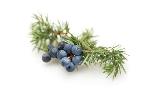 Juniper Berries Stock Photos