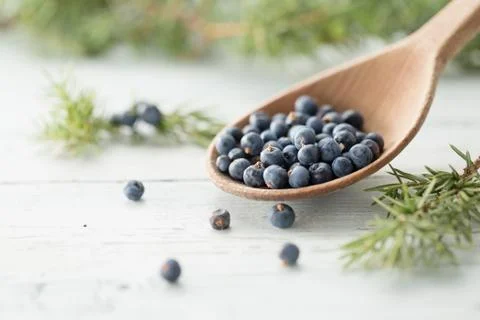 Juniper Berries Stock Photos