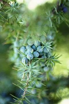 Juniper Berries Stock Photos