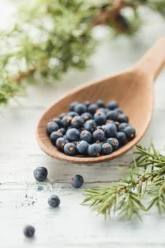 Juniper Berries Stock Photos
