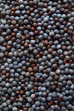 Juniper Berries Stock Photos