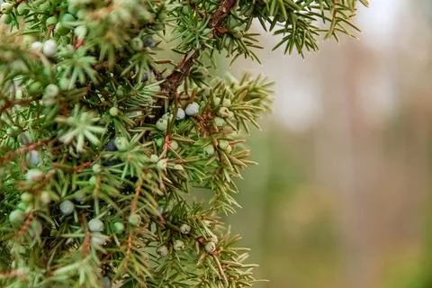 Juniper berries Stock Photos