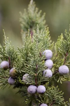 Juniper berries. Stock Photos