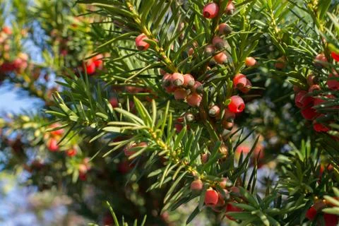 Juniper berries ripening Stock Photos