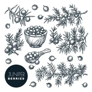Juniper berries, sketch vector illustration. Spice, aromatherapy, natural her Stock Illustration