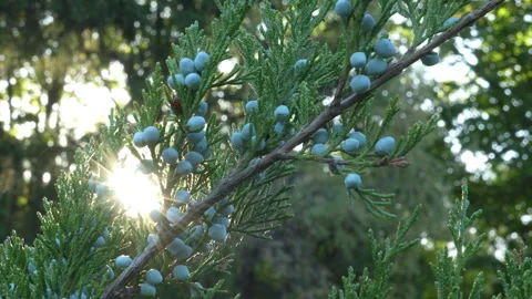 Juniper berries in the sun Stock Footage 317575705