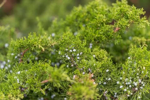 Juniper berries thrive among lush greenery in a serene forest setting durin.. Foto stock