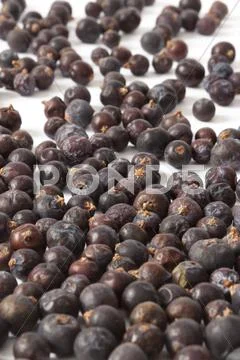 Juniper berries, vertical Stock Photos