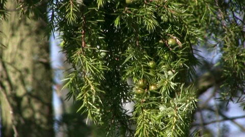 Juniper berry on a branch Video stock 399187