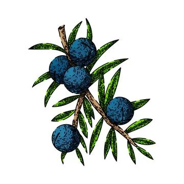 Juniper berry gin sketch hand drawn vector Ilustración de archivo