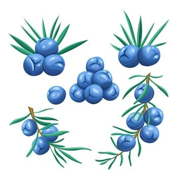 Juniper berry set cartoon vector illustration color sign Ilustración de archivo