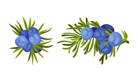 Juniper berry sprigs set. Cosmetics and medical herbal plant vector illustration Ilustración de archivo