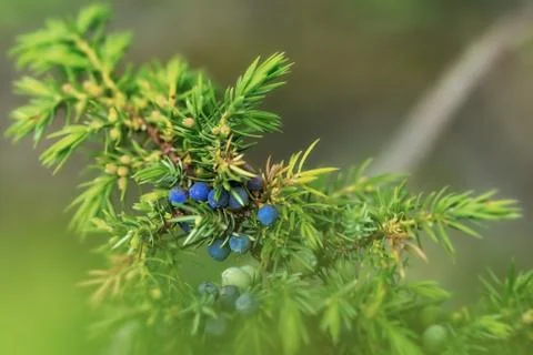 Juniper with blue berries Stock Photos
