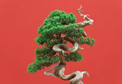 Juniper bonsai Foto stock