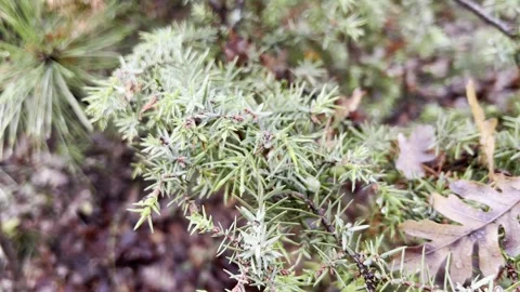 Juniper branch autumn forest cloudy weather, shooting very close. Stock Footage 330499583