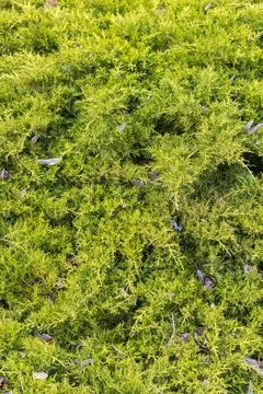 Juniper branch background for design Stock Photos
