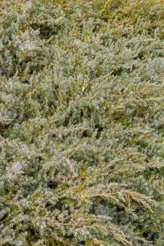 Juniper branch background for design Stock Photos