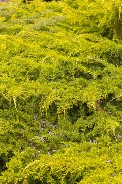 Juniper branch background for design Stock Photos